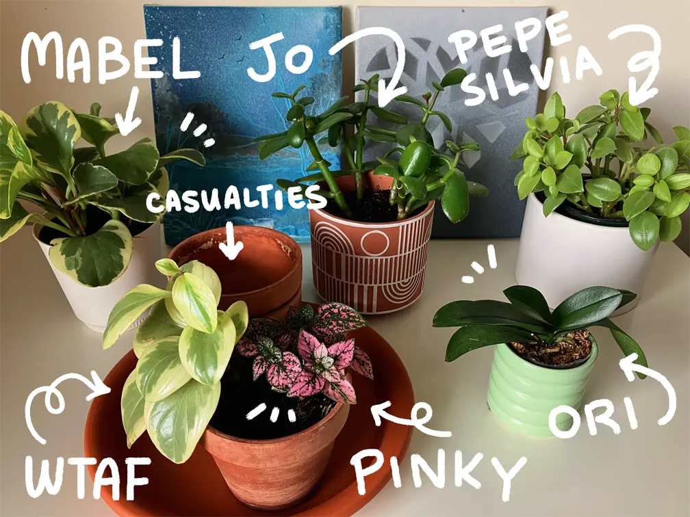 a picture of my plants and their names